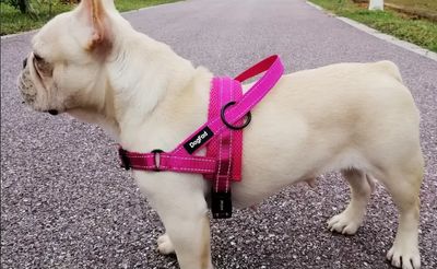 Padded No Pull Adjustable Dog Harness