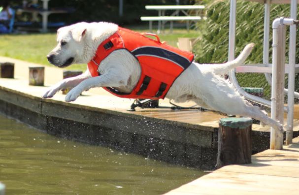 BayDog Monteray Bay Dog LifeJacket