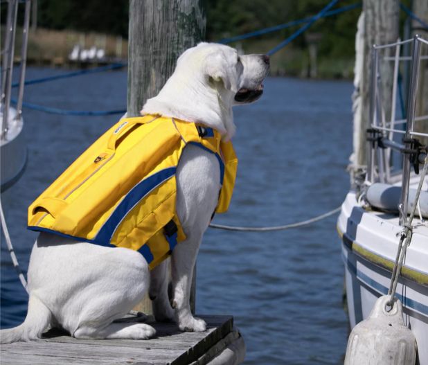 BayDog Monteray Bay Offshore Dog LifeJacket