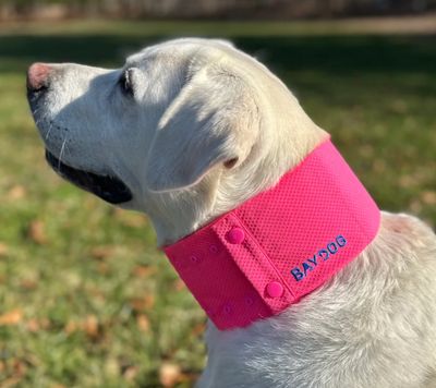 BayDog Arctic Bay Cooling Collar