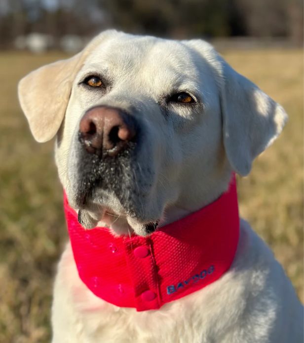 BayDog Arctic Bay Cooling Collar