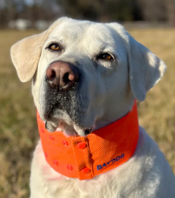BayDog Arctic Bay Cooling Collar, Color: Blaze Orange, Size: Small