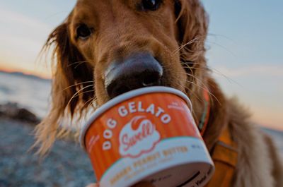 Swell Dog Gelato, Pet Safe Ice Cream, 4.5oz Cup