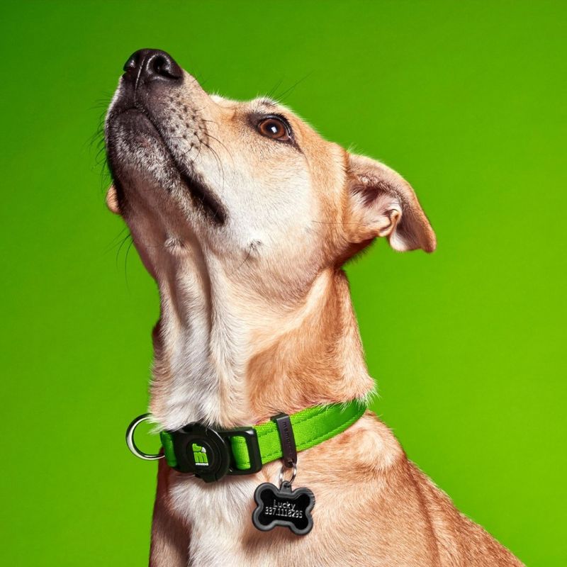 Memopet NFC Microchip Collar Collection for Dogs