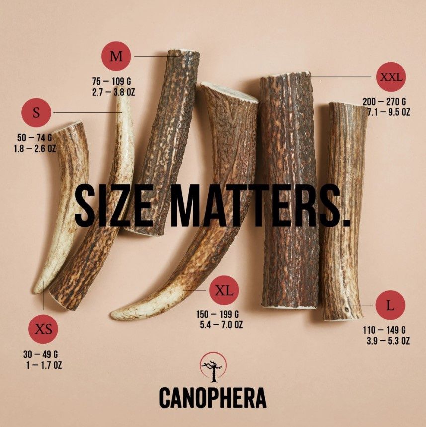 Canophera Red Deer Antler Dog Chews, Whole, Size: XS