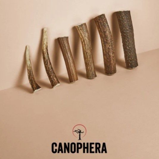 Canophera Red Deer Antler Dog Chews, Whole