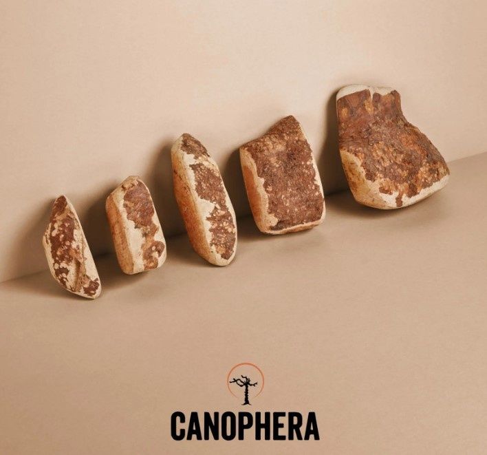 Canophera Briar Root Dog Chew Toy, Each