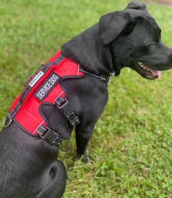 BayDog Galveston Bay SERVICE DOG Harness, Clifford Red