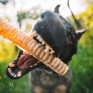 Nature&#39;s Own 12in Beef Trachea