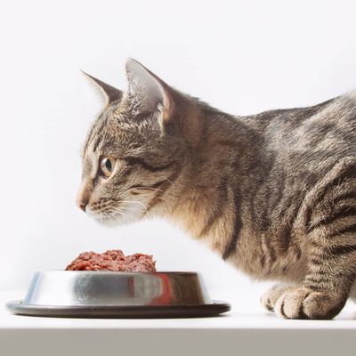 All Provide Cat Gently Cooked Frozen Food 2lb Pouch