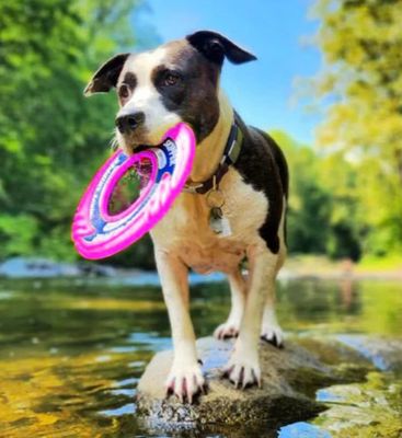 BayDog Wave Skipper Dog Frisbee Toy, Sunset Pink