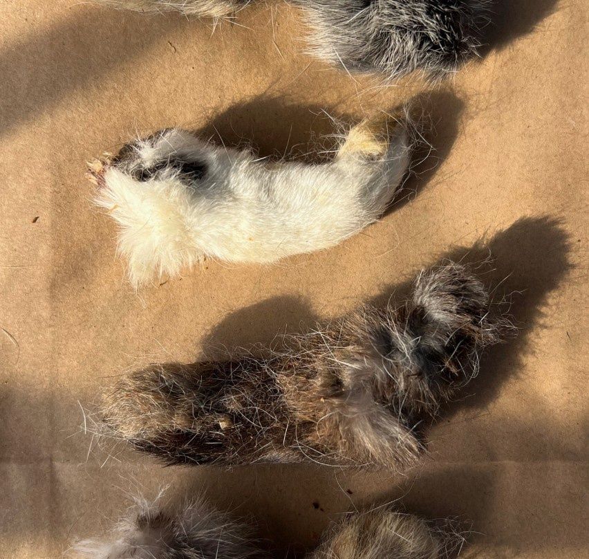 What the Raw Rabbit Paw (Small Front) Pet Chew Treat