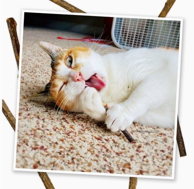 Meowijuana Silvervine Sticks 7/pak