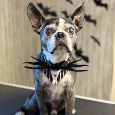 Jack Pupington Halloween Tie-On Dog Bib, Fits 10-22in