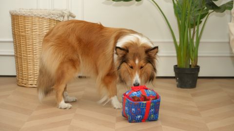 Territory Gift 3-in-1 Puzzle Fetch Plush Dog Toy