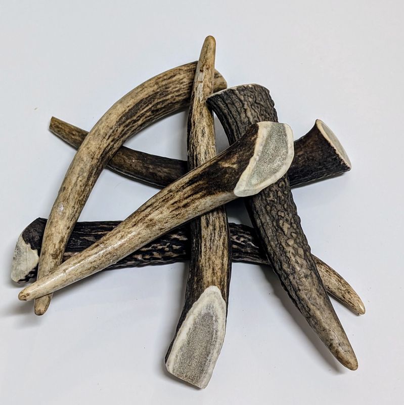 Stag Deer Antler Dog Chew, Whole, Medium