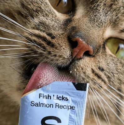 Smalls Salmon Fish Licks Cat Treats, Box of 8 Lickable Cat Treats or Meal Topper