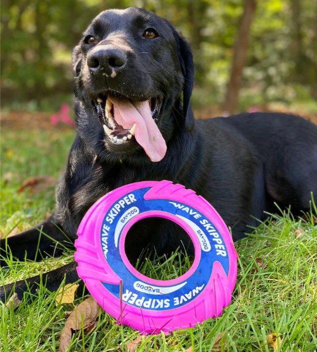 BayDog Wave Skipper Dog Frisbee Toy, Color: Sunset Pink