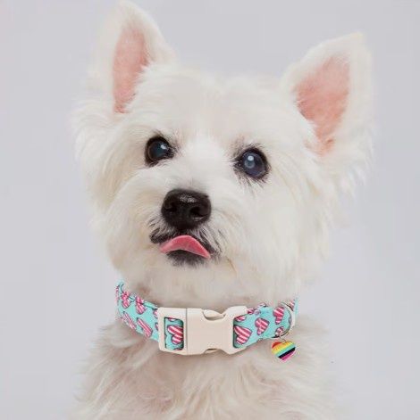 Aqua &amp; Pink Striped Hearts Dog Collar, Quick Release Buckle &amp; Heart Pendant