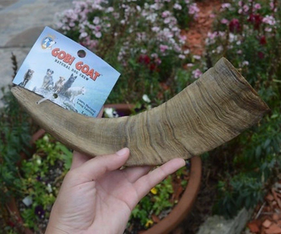 Gobi Goat Horn with Marrow Dog Chew