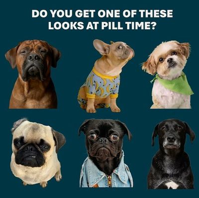 Pill Butter Dog Peanut Butter Based Pill Concealer 4.2oz Jar (60 Servings)