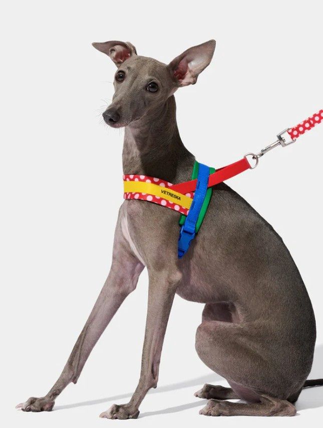 Vatreska Chroma Red Harness &amp; Leash Set