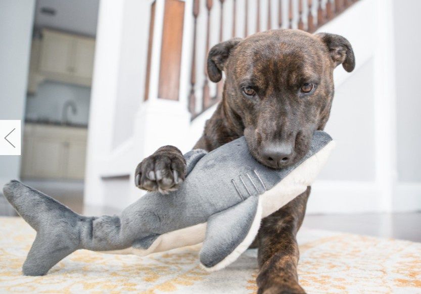 Fluff &amp; Tuff Mac the Shark Plush Dog Toy, 18in
