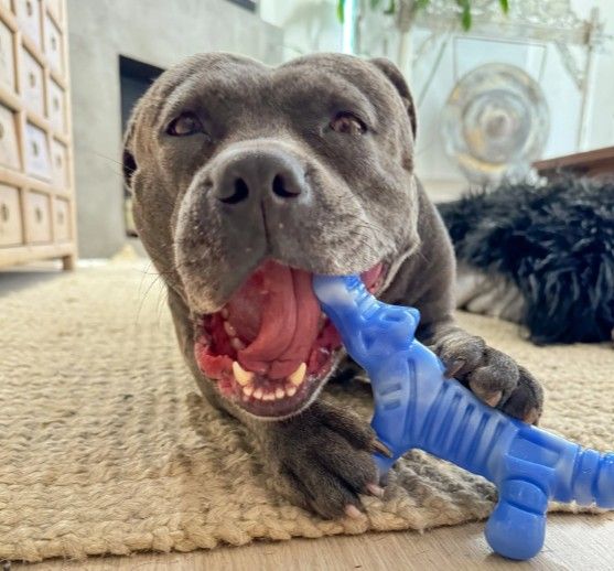 Happy Staffy Chewzilla Gator Dog Chew Toy