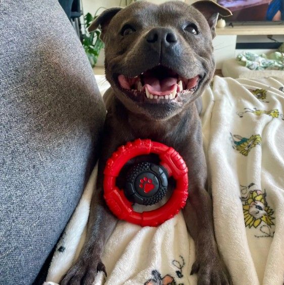 Happy Staffy Power Chew Wheel Dog Chew Toy
