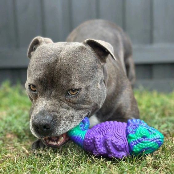 Happy Staffy Camo the Chameleon Dog Chew Toy