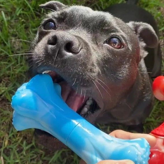 Happy Staffy Chewzilla Musical Bone Dog Chew Toy