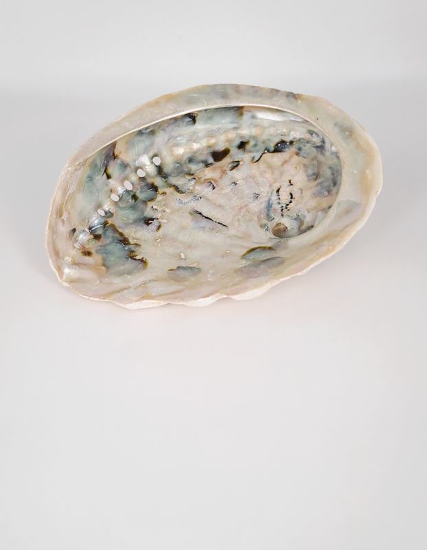 Coquille d'Ormeau - Support fumigation 12-15cm