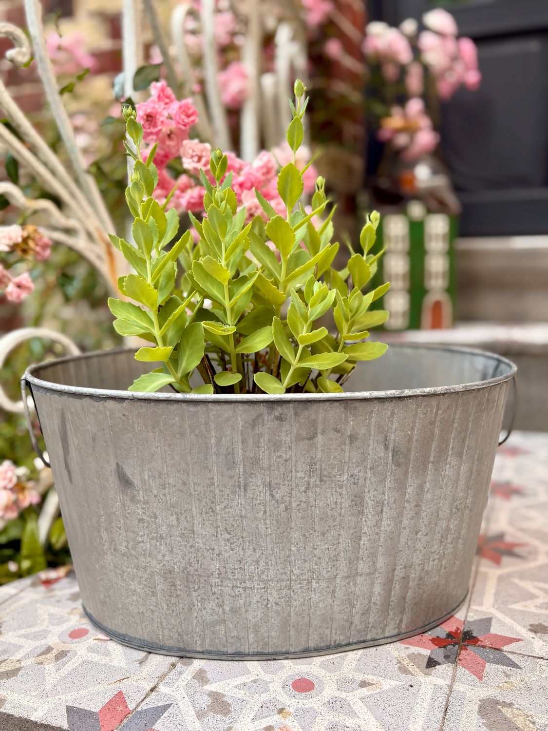 Miss Dahlia au Potager