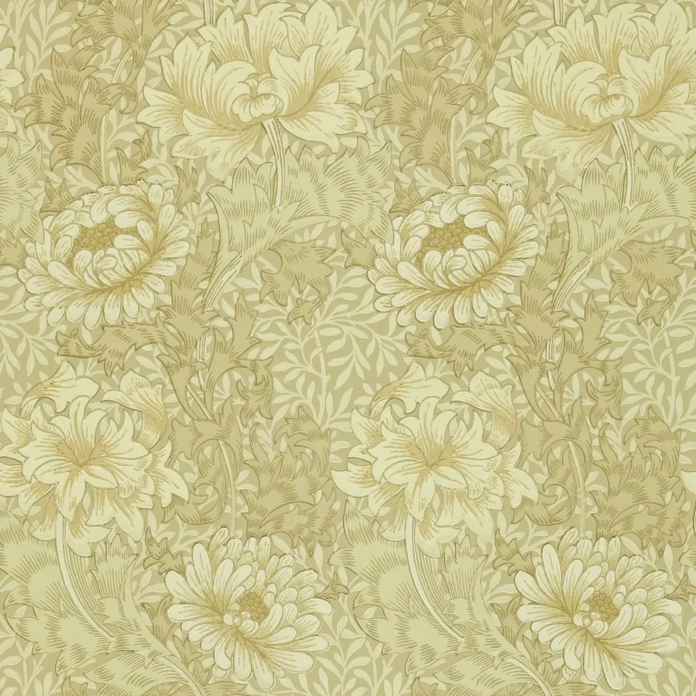 Chrysanthemum