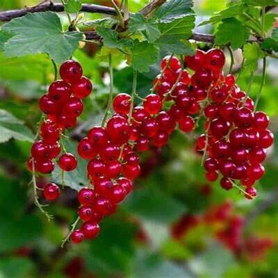 Red Currant