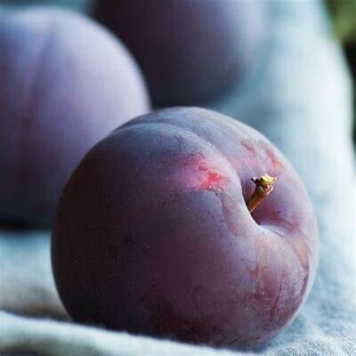 Plum Cashmere