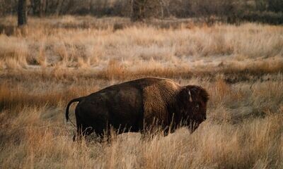 Buffalo and Wildlife Handling and Chemical Immobilization