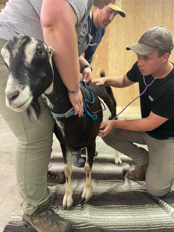 Wildlife Handling and Chemical Immobilization - Laramie, Wyoming