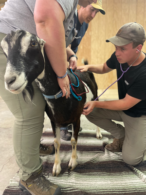 Wildlife Handling and Chemical Immobilization - Laramie, Wyoming