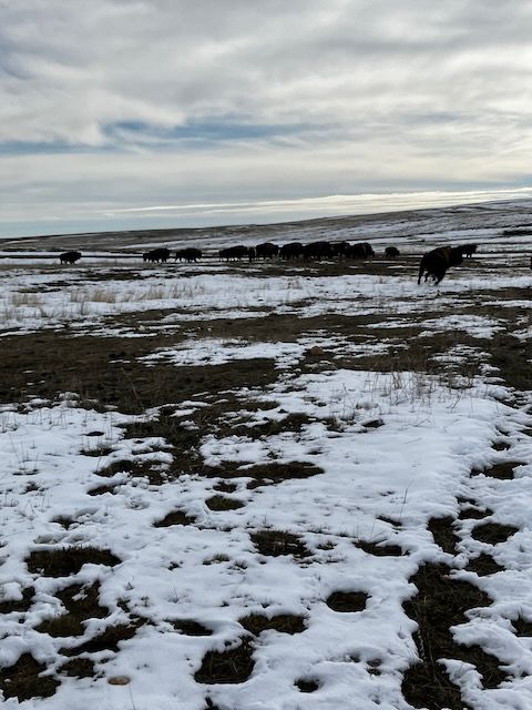 Buffalo and Wildlife Handling and Chemical Immobilization