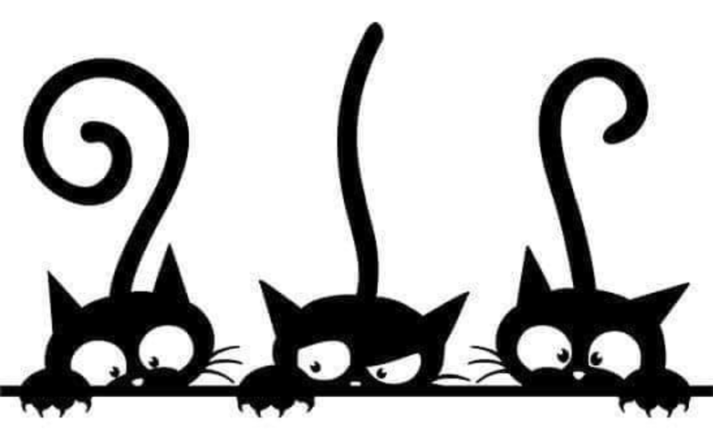 3 Cats