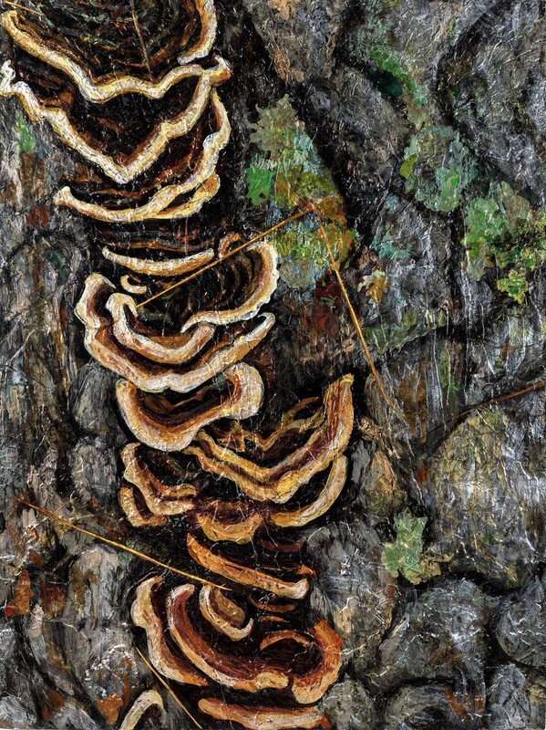 Turkey Tail Fungi (Trametes versicolor)