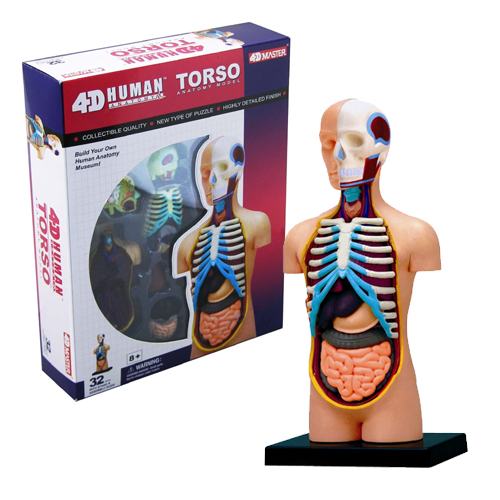 HUMAN TORSO ANATOMY MODEL