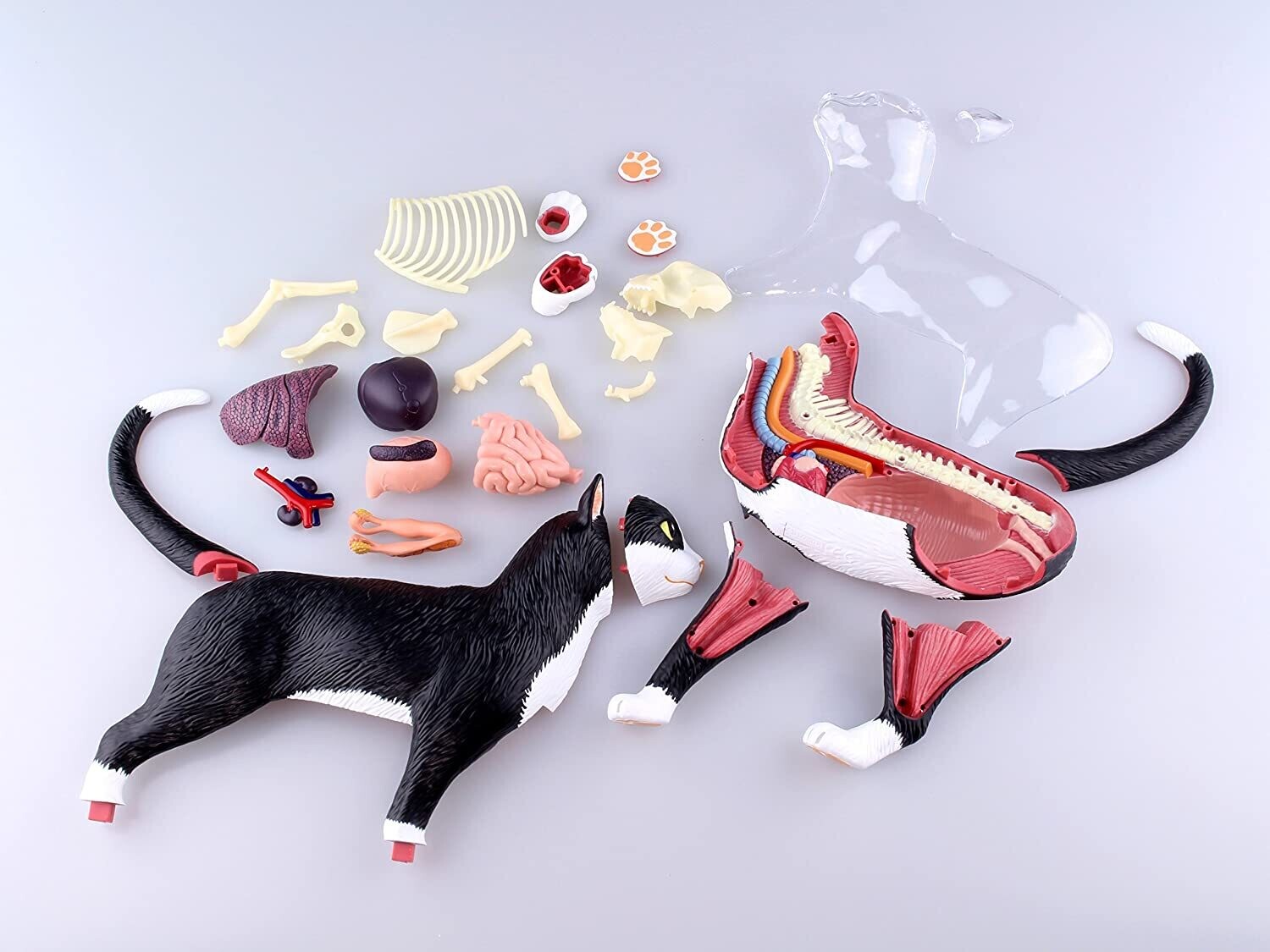 4D VISION CAT ANATOMY MODEL