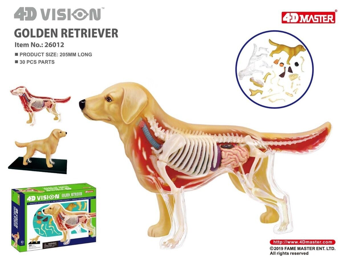 4D VISION GOLDEN RETRIEVER ANATOMY MODEL