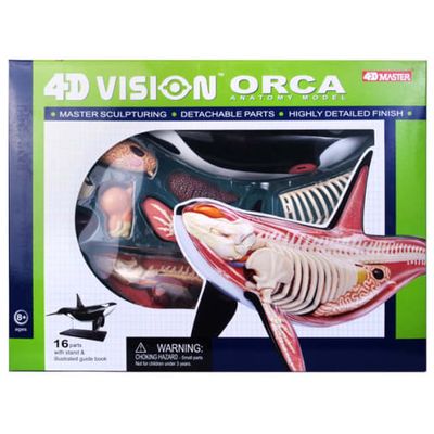 4D VISION ORCA ANATOMY MODEL
