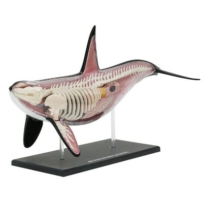 4D VISION ORCA ANATOMY MODEL
