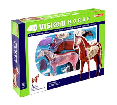 4D VISION HORSE ANATOMY MODEL
