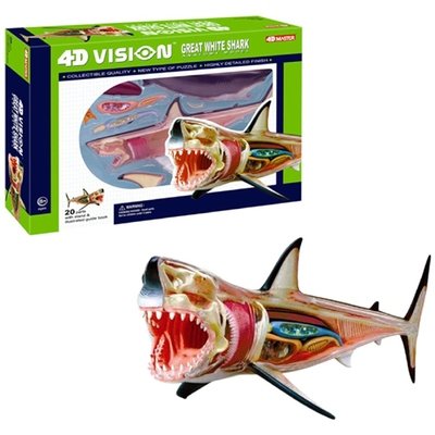 4D VISION SHARK ANATOMY MODEL