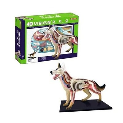 4D VISION DOG ANATOMY MODEL